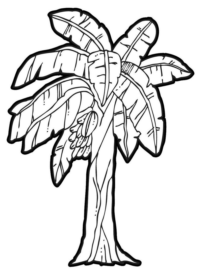 800x1092 Palm Leaves Coloring Pages Banana Leaf Drawing At Getdrawings Com