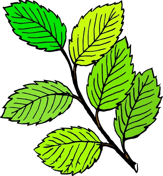 558x600 Summer Leaves Clip Art Free Vector In Open Office Drawing