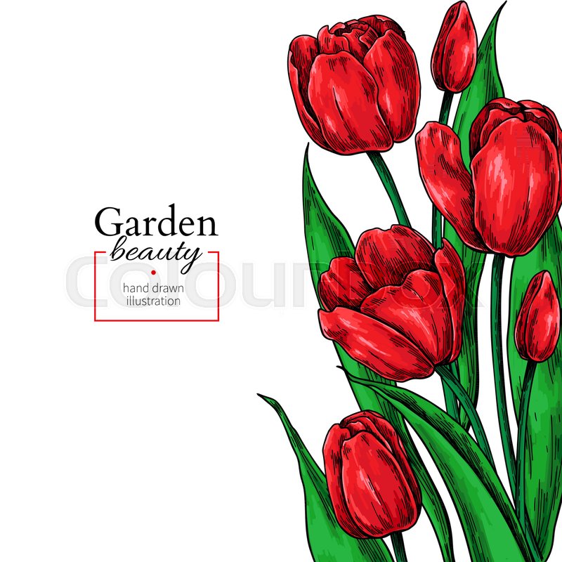 800x800 Tulip Flower And Leaves Drawing Stock Vector Colourbox