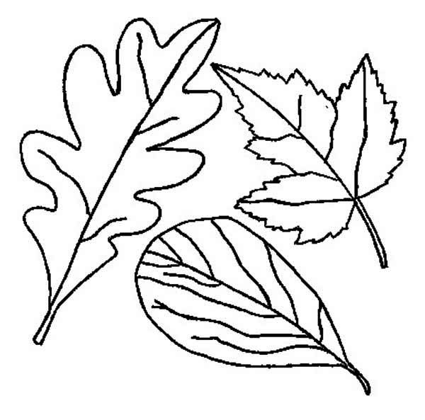600x593 Autumn, Drawing Of Autumn Leaf Coloring