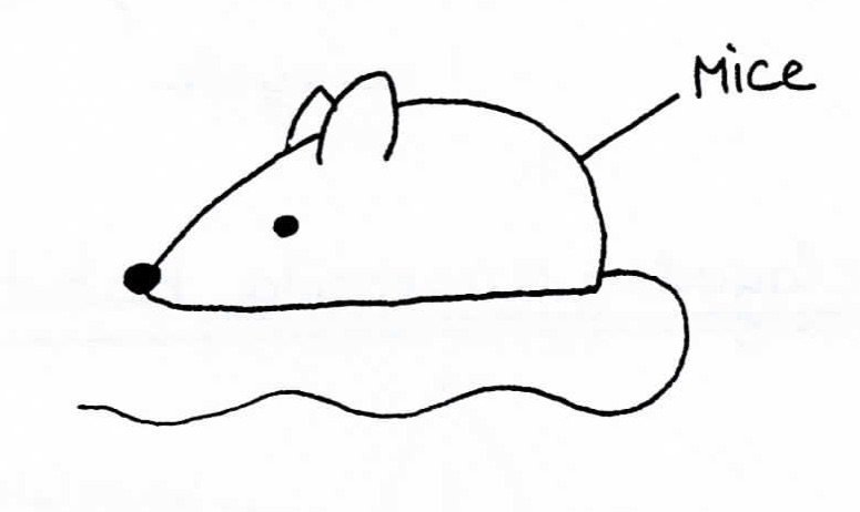 775x462 Iamsciart V Twitter In The Wood Anatomy Class, Students Had