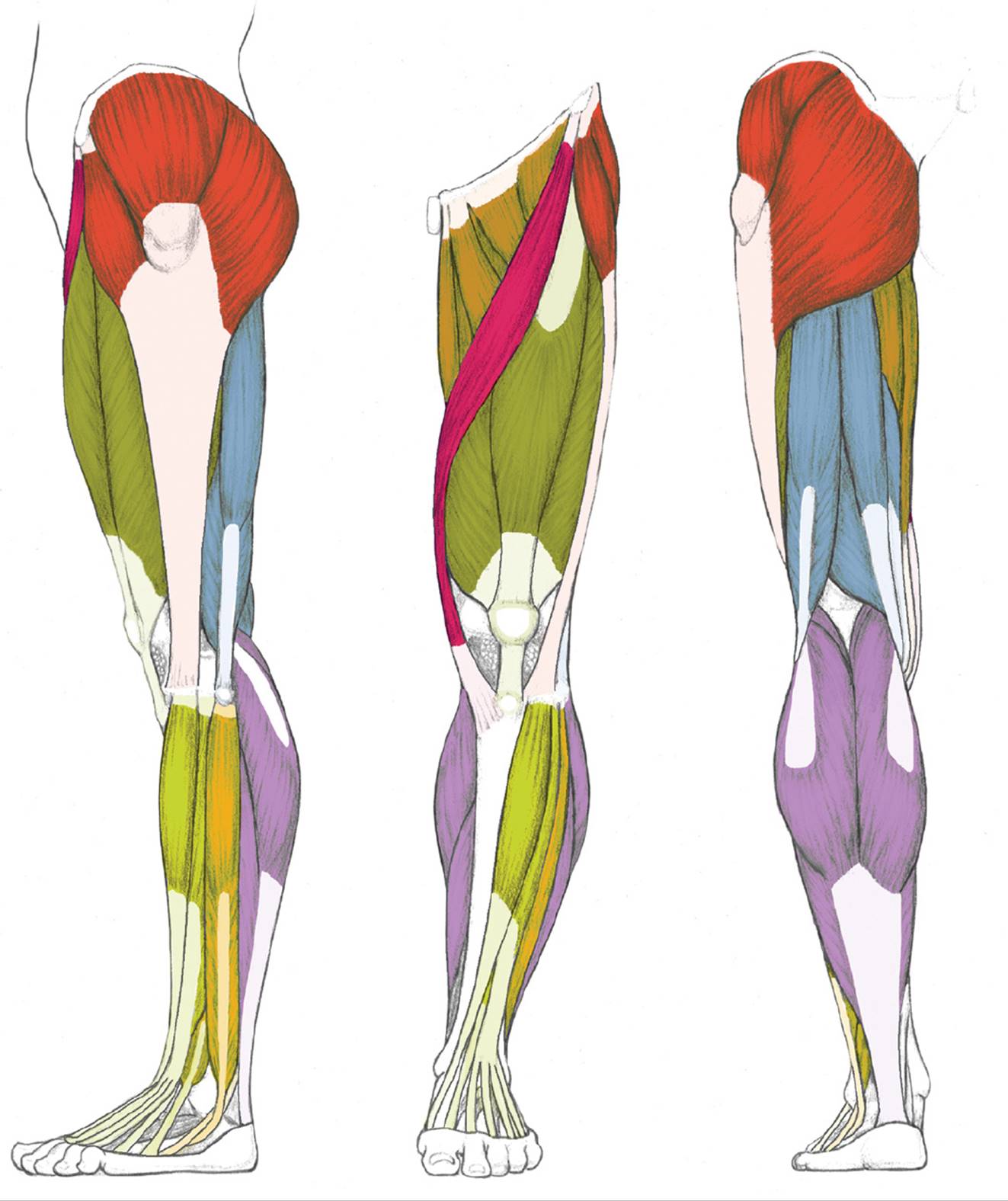 1323x1576 Muscles Of The Leg And Foot