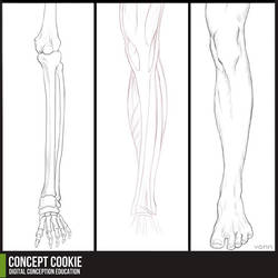 250x250 Hip's And Leg Tutorial Reference Favourites