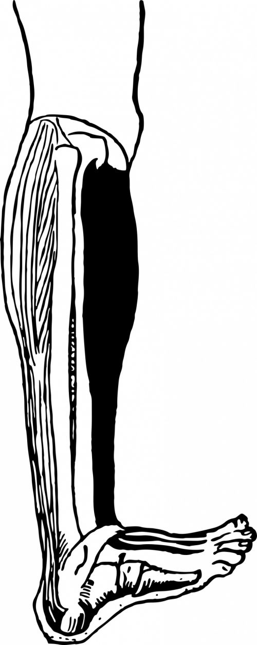 Leg Muscles Drawing | Free download on ClipArtMag