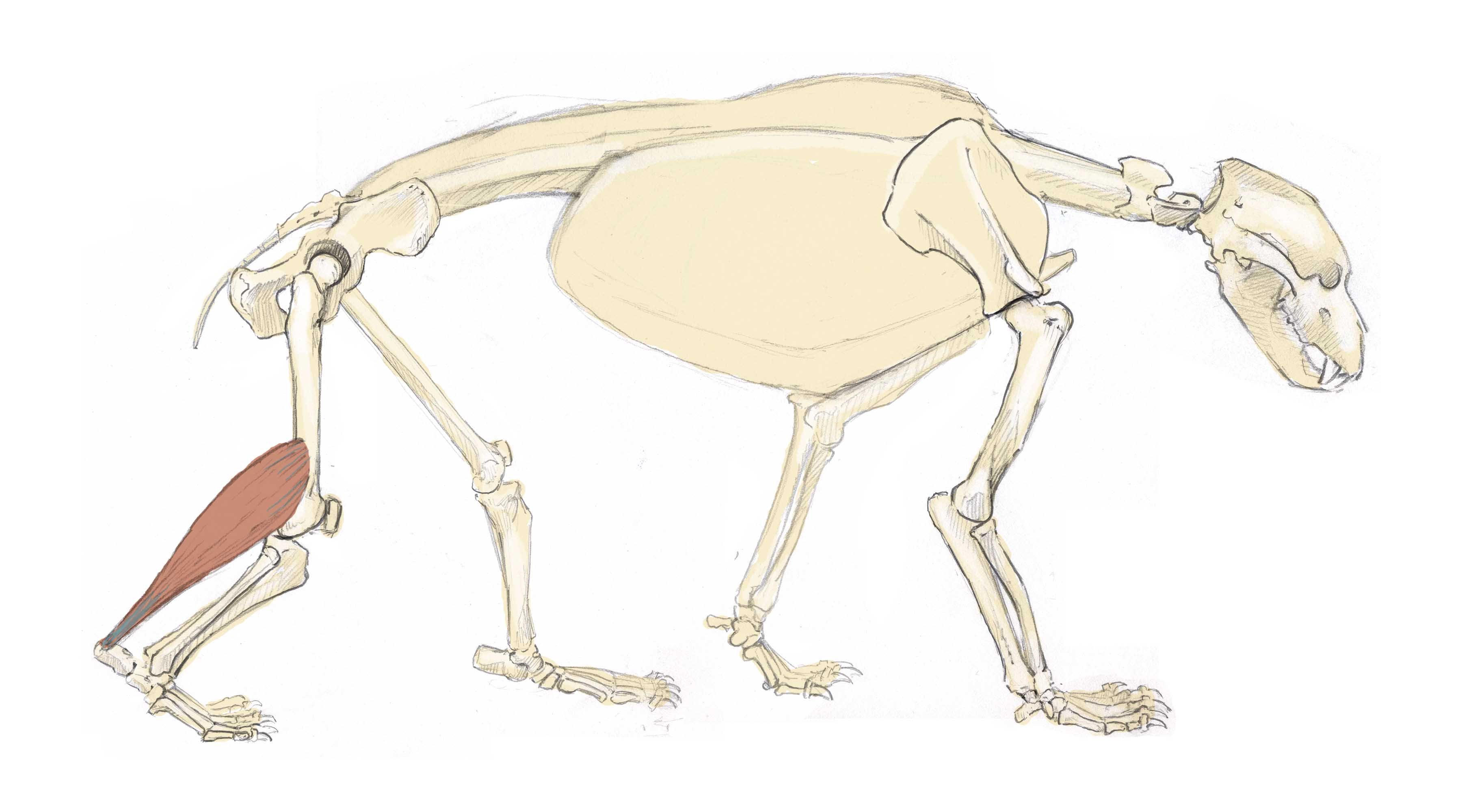 3600x2000 How To Draw A Bear Anatomy