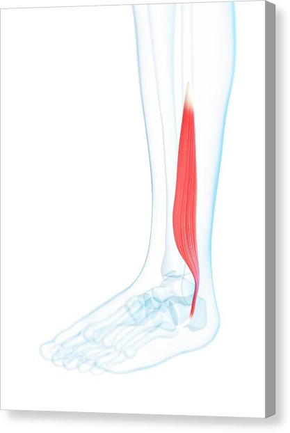417x622 Lower Leg Muscle Photograph