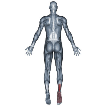 350x350 Lower Leg Muscles Archives