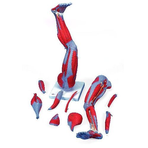 500x500 muscle leg part life size sports supports mobility