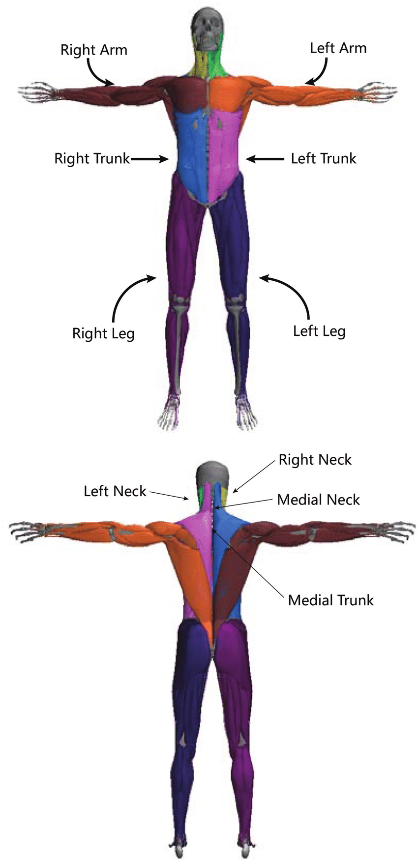 850x1751 muscle grouping for cpg control each muscle group is shown