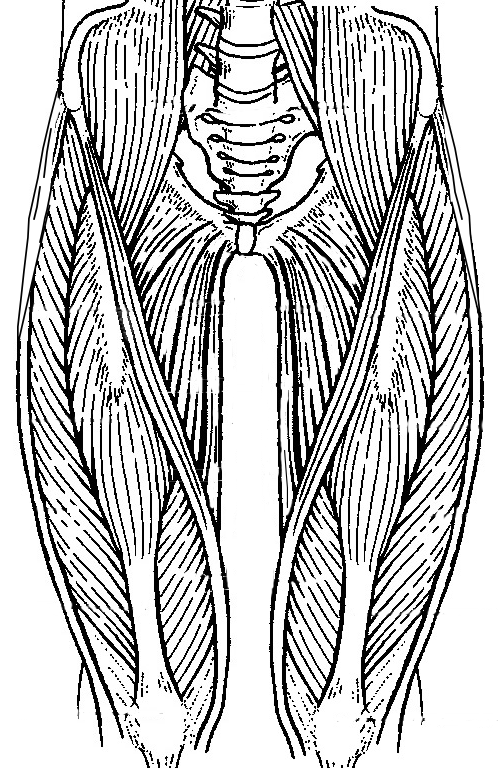 498x768 Muscles Of The Legs