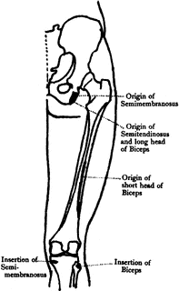 197x320 Muscles Of The Thigh Clipart Etc