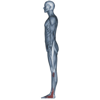 350x350 Peroneus Longus And Peroneus Brevis Muscles Low Leg, Ankle, Foot