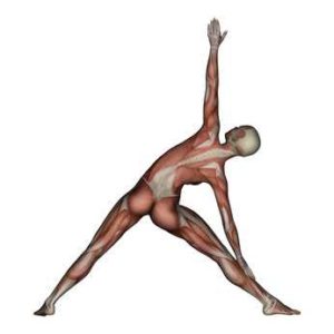 300x300 Trikonasana Key Benefits And Muscle Groups