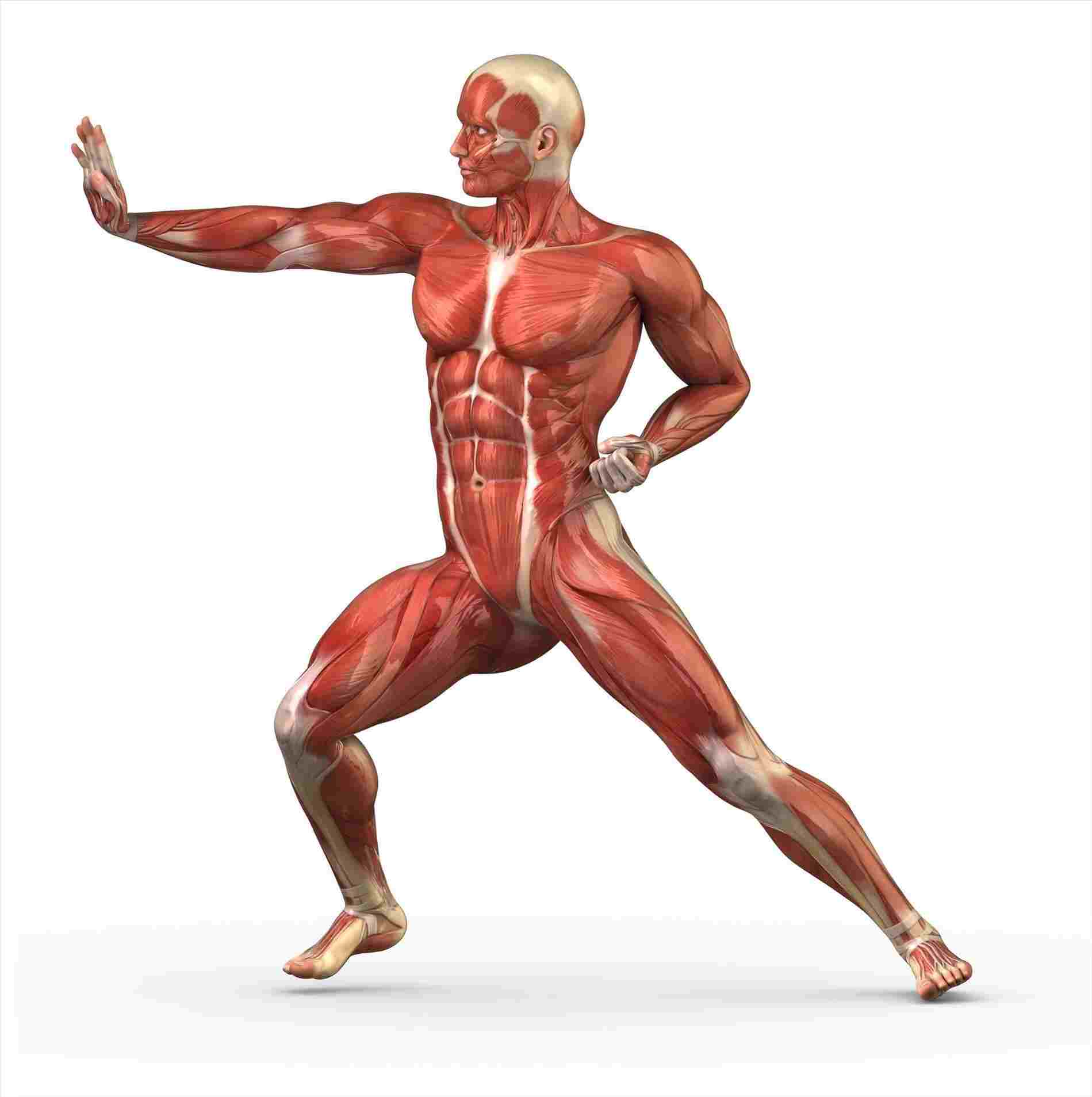 1899x1907 Human Body Muscles Drawing