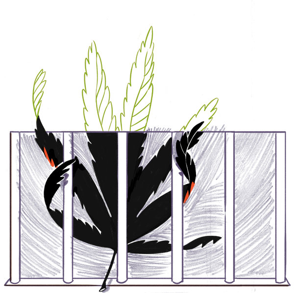 600x599 Opinion The Legacy Of Stop And Frisk In New York's Marijuana