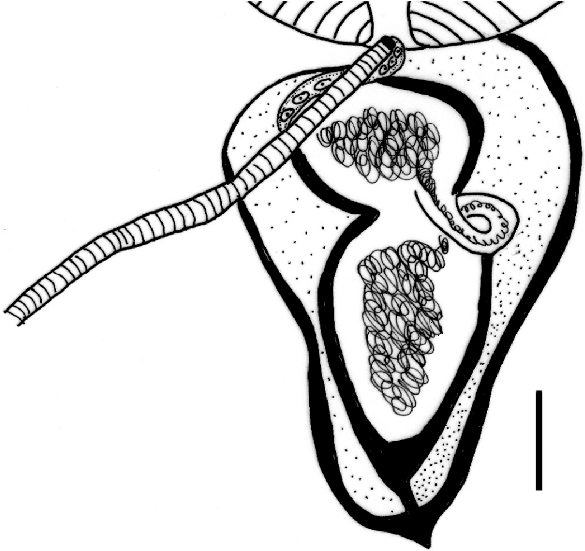 585x551 Paraconcinnum Leirsi N Sp Cirrus Sac Scale Bar =