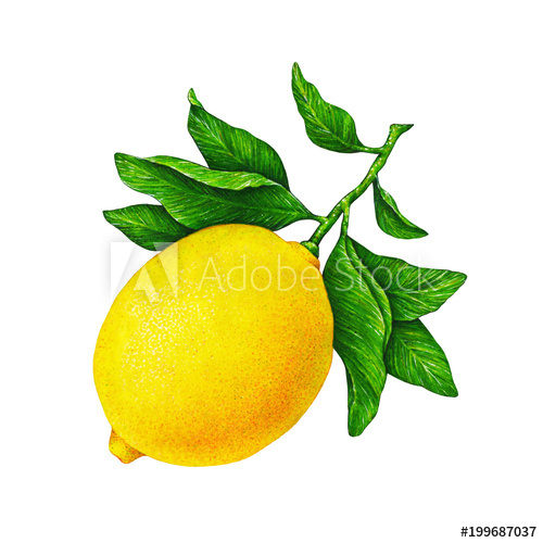 500x500 Great Illustration Of Beautiful Yellow Lemon Fruit On A Branch