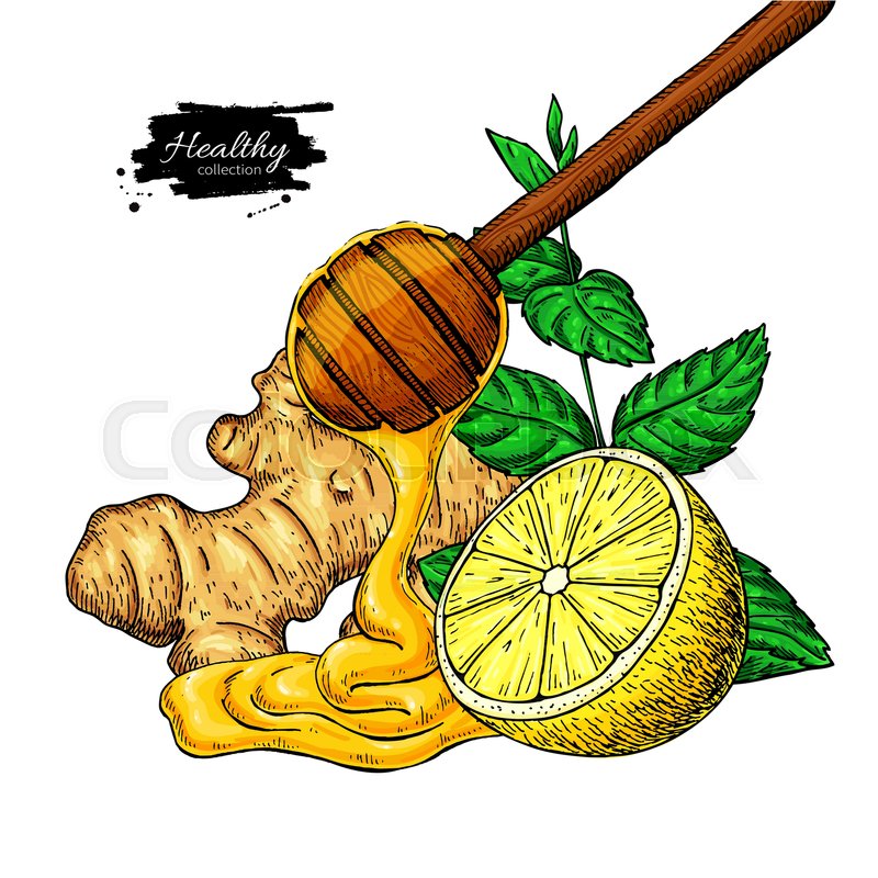 800x800 Honey, Ginger, Lemon And Mint Vector Stock Vector Colourbox