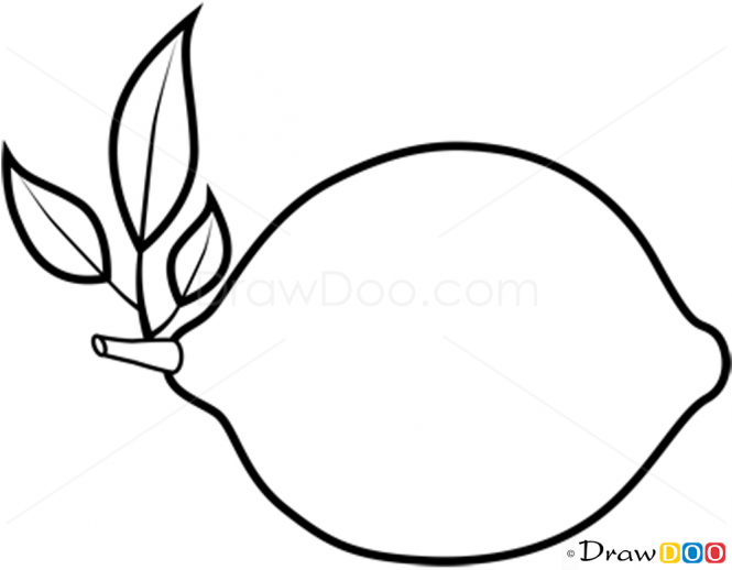 665x518 Lemon Drawing Draw For Free Download