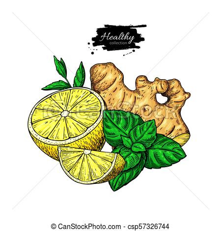 450x470 lemon, ginger and mint vector drawing root, hearb leaf and fruit