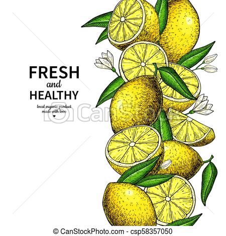 450x470 lemon border vector drawing citrus fruit frame template hand