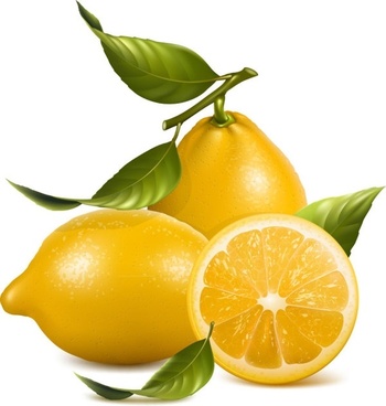 350x368 Lemon Leaf Drawing Free Vector Download