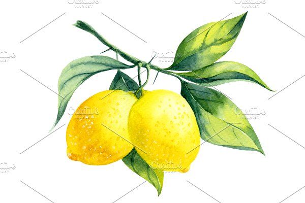 600x400 Watercolor Lemon Branch