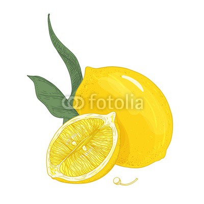 400x400 Colorful Botanical Drawing Of Whole And Cut Lemons With Leaves