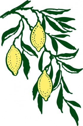 282x425 Lemon Tree Drawing