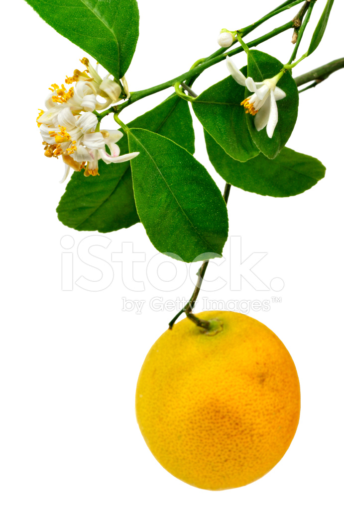 691x1024 Lemon Tree Flower And Fruit Stock Photos