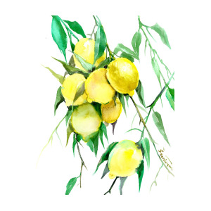 300x300 Lemon Tree Painting