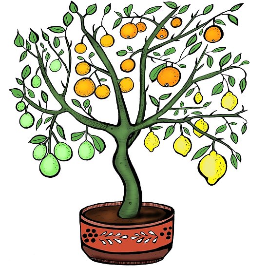 Collection of Citrus clipart | Free download best Citrus clipart on ...