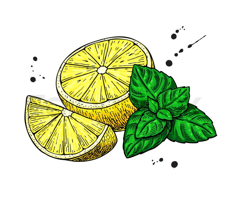 800x721 Lemons And Mint Vector Drawing Hand Stock Vector Colourbox