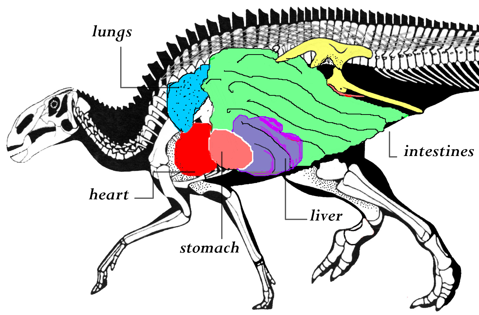 1897x1250 your dino mummy questions, answered beyondbones