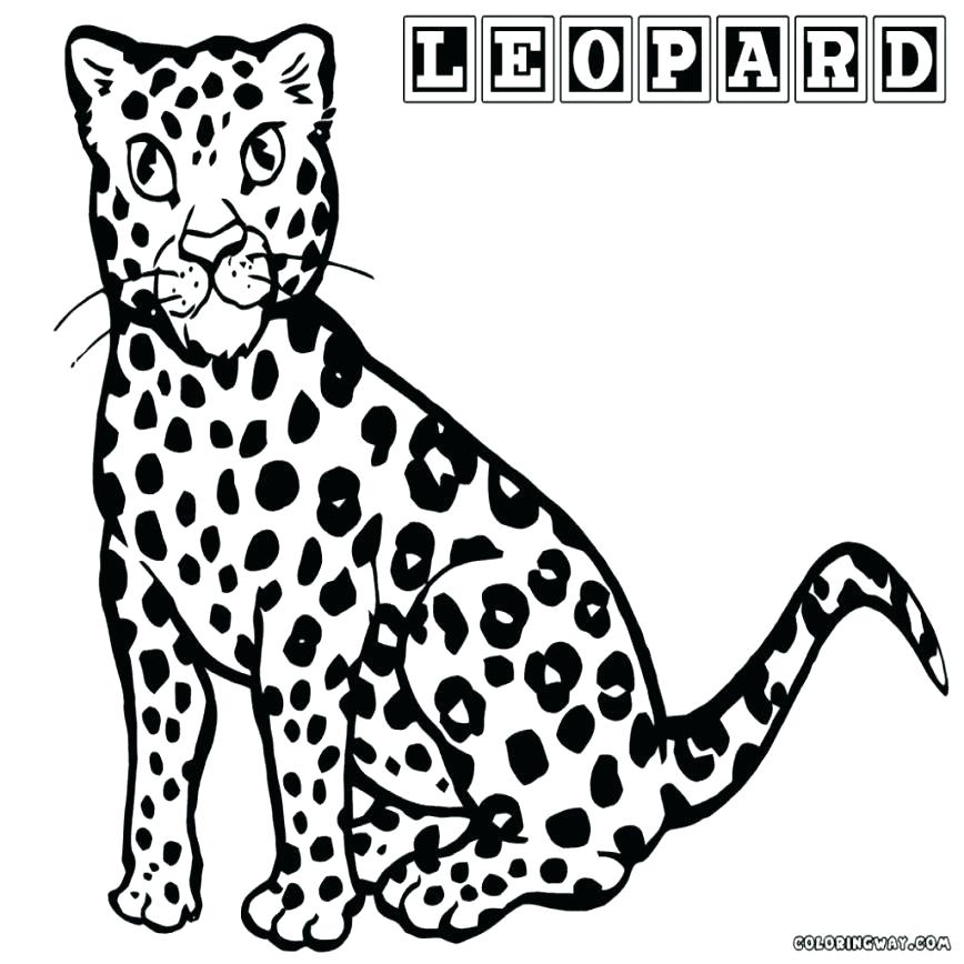 868x868 coloring pages snow leopard level baby com frightening colouring