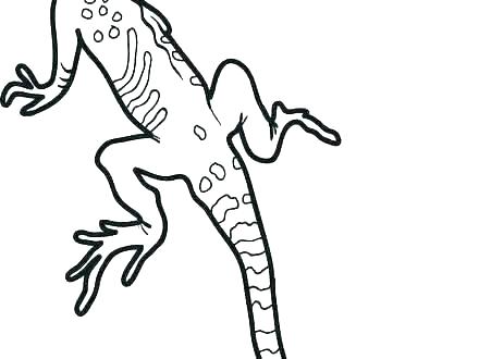 440x330 Gecko Coloring Pages Leopard Draw A Step