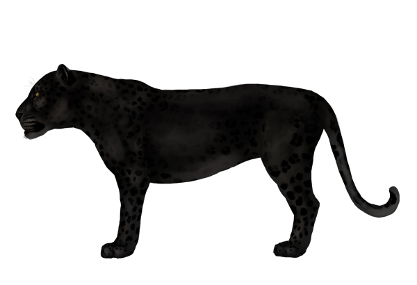 600x410 How To Draw Animals Big Cats, Their Anatomy And Patterns