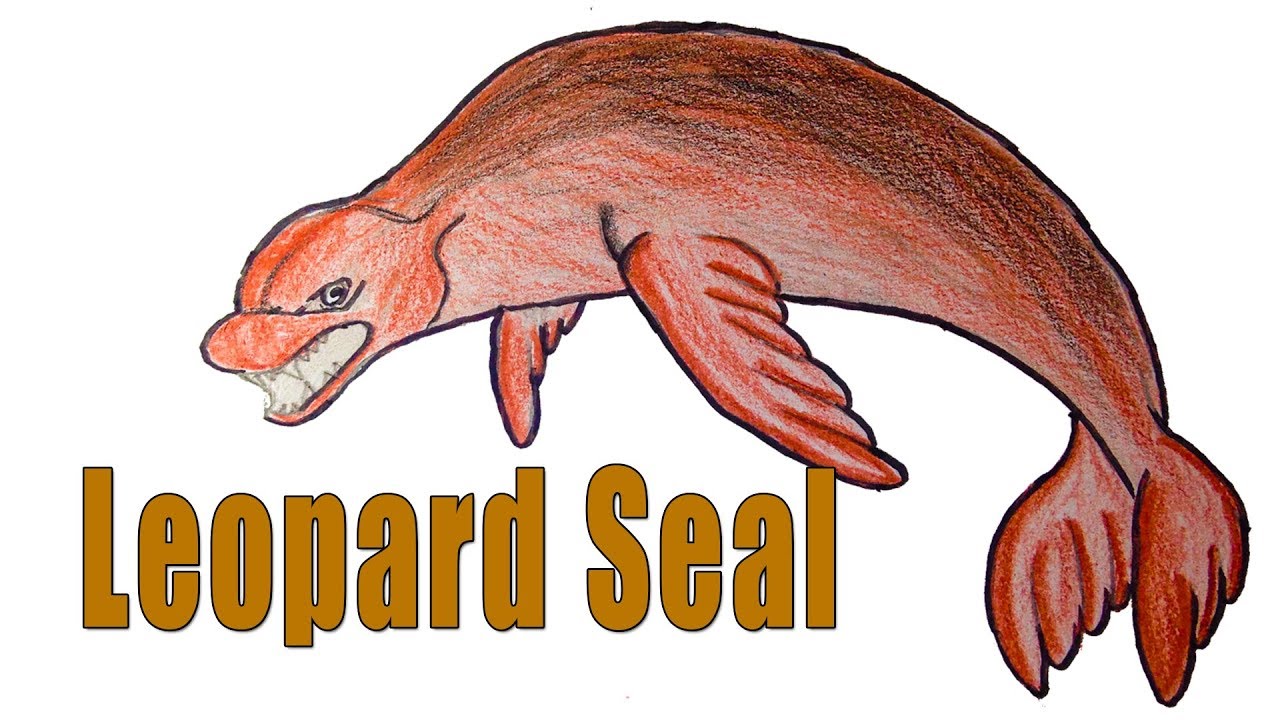 1280x720 How To Draw Leopard Seal