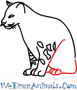 300x350 How To Draw A Clouded Leopard