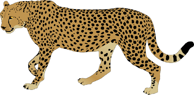 640x314 Drawing Cheetah Leopard Transparent Png Clipart Free Download