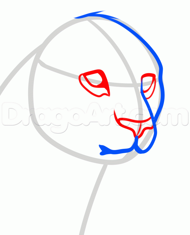 648x802 How To Draw A Leopard Head, Step