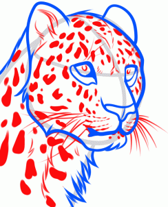 244x302 How To Draw A Leopard Head, Step