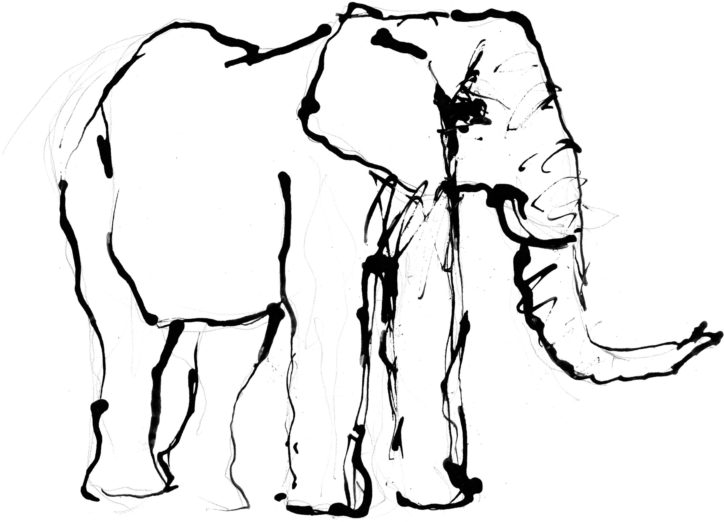 2539x1830 The Brightest Star Of Them All The Leopard Bloomsbury Wildlife