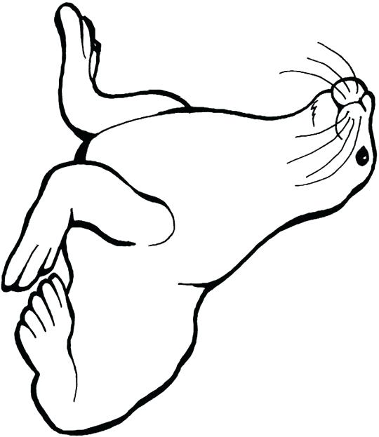 540x623 Leopard Seal Colouring Pages Coloring Big Eyed