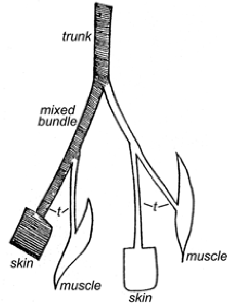 450x598 figure from mechanisms of nerve injury in leprosy