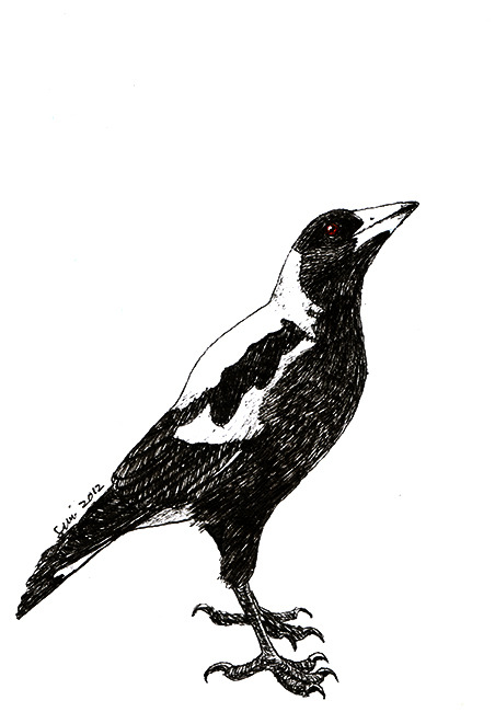 452x650 australian magpie