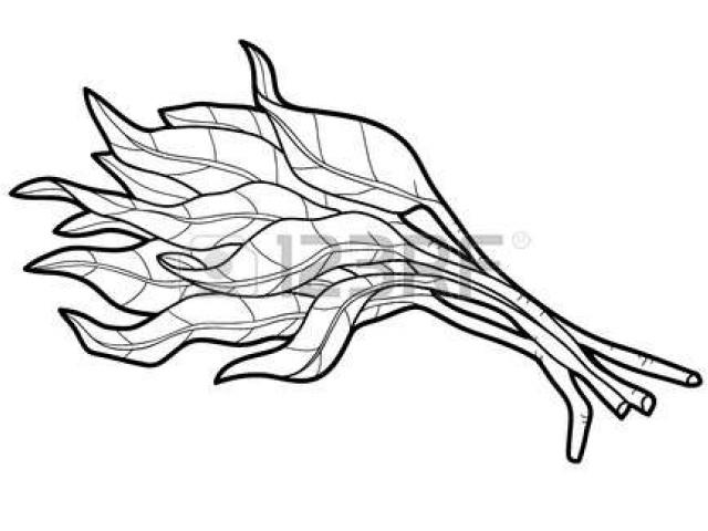 640x480 Lettuce Clipart
