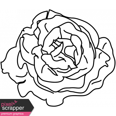 456x456 Lettuce Drawing Graphic