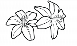 250x150 lilypad drawing water lettuce, picture