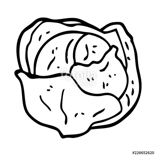 500x500 Line Drawing Cartoon Organic Lettuce Stock Image And Royalty Free